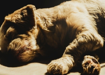 12 Highly Critical and Visible Signs Of Dog Dying!