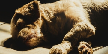 12 Highly Critical and Visible Signs Of Dog Dying!