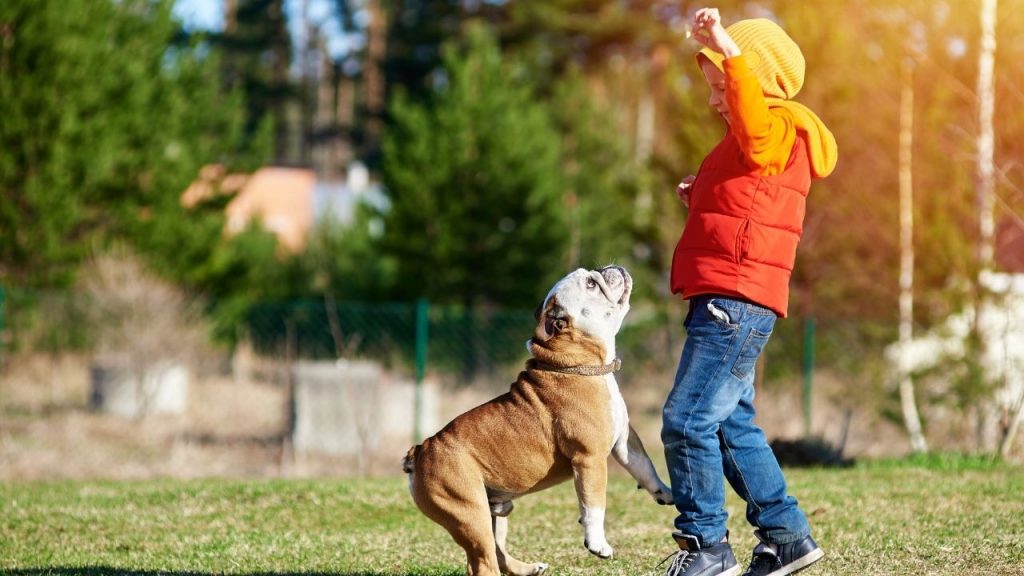 Playful dog