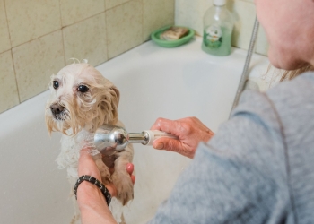 Pet Parents are Taking Special Care to Protect their Pets Against Coronavirus