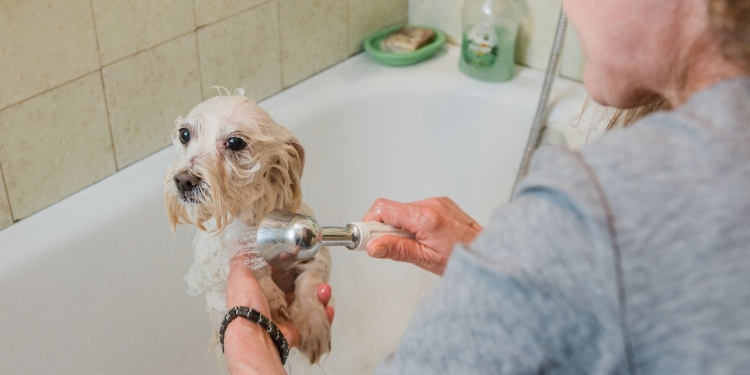 Pet Parents are Taking Special Care to Protect their Pets Against Coronavirus