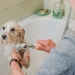Pet Parents are Taking Special Care to Protect their Pets Against Coronavirus