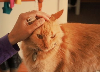 cat sitting tips for cat lovers