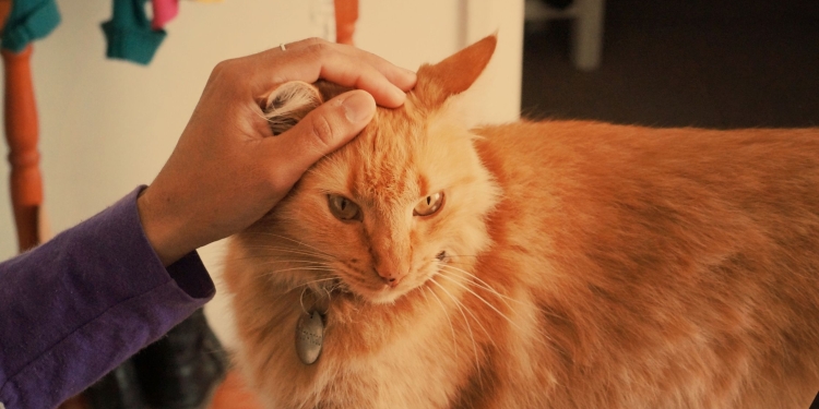 cat sitting tips for cat lovers